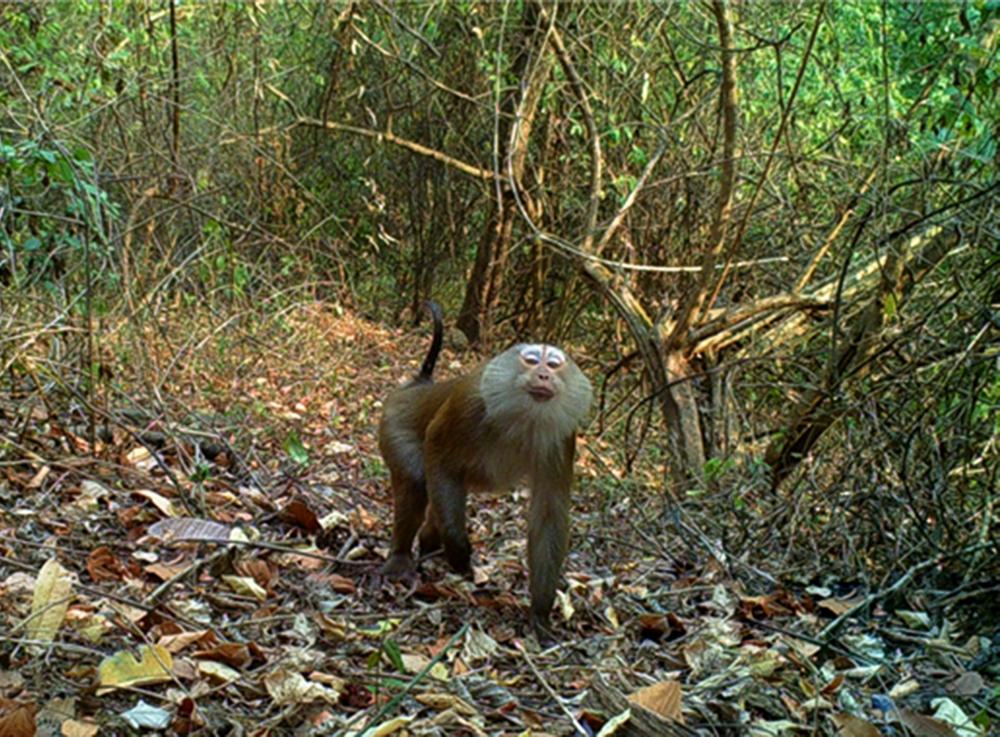 云南所有稀有动物猴子,云南稀有野生动物猴子