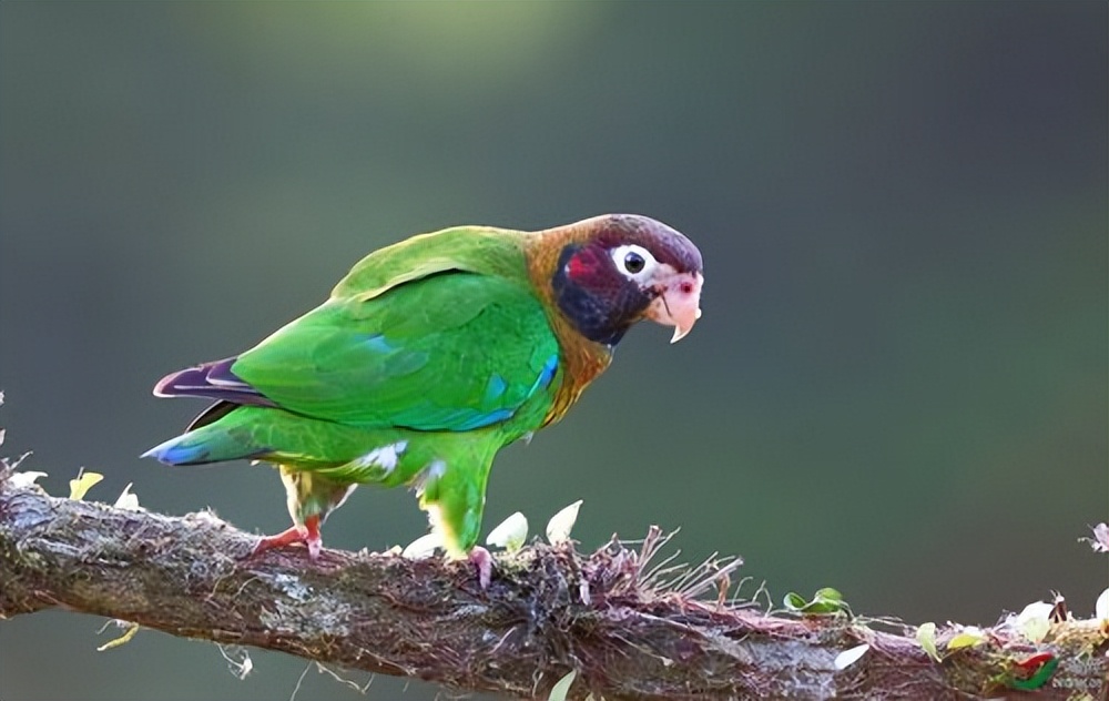 澳大利亚鹦鹉泛滥成灾,澳大利亚的鹦鹉泛滥