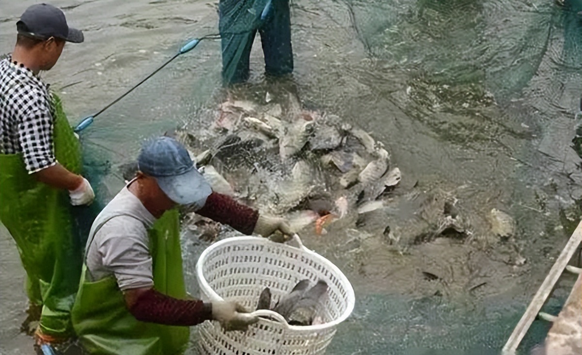 天气升温鱼缸水怎么变浑了,养殖户养鱼遇到水霉病