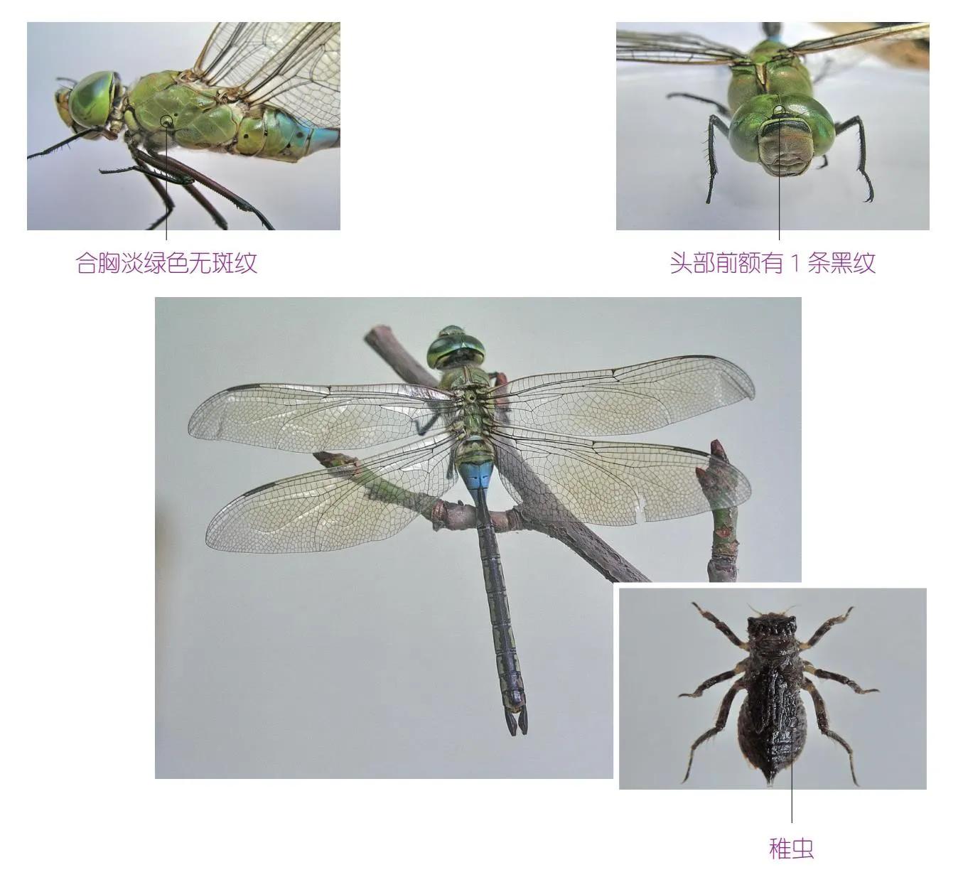 30种可以吃且美味的虫子图,33种昆虫图片大全