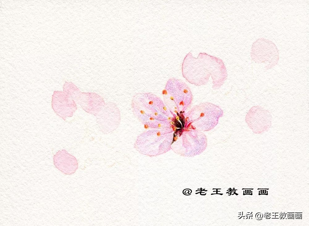 零基础学彩铅画多肉植物,三年级简单画桃花彩铅