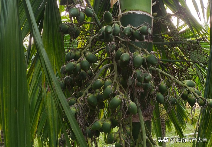 海南槟榔生果价格今报,2021年2月3日海南槟榔价格