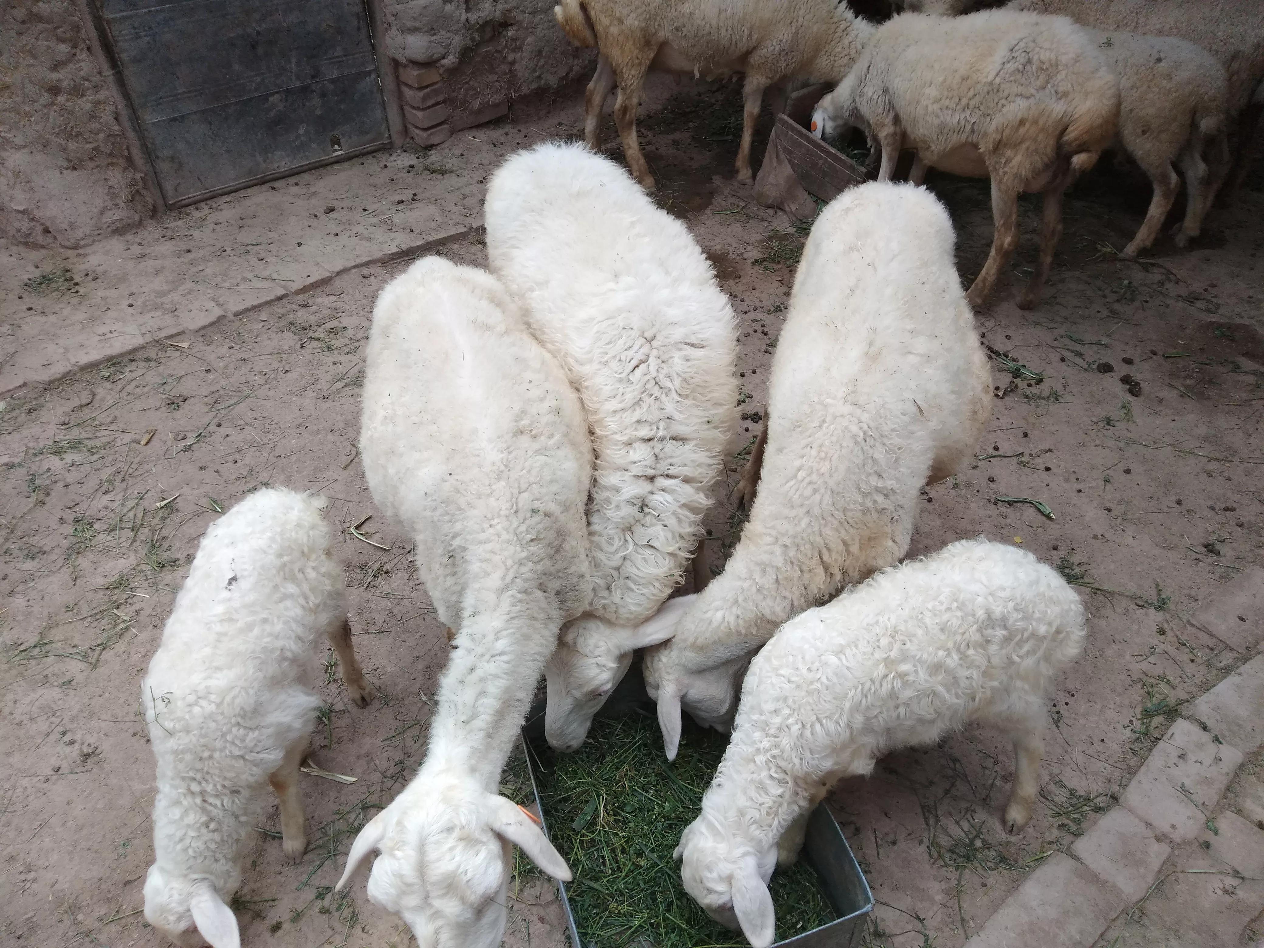 1死1怪胎，全拜*亲近**交配所赐，羊群*亲近**交配是否真的一无是处