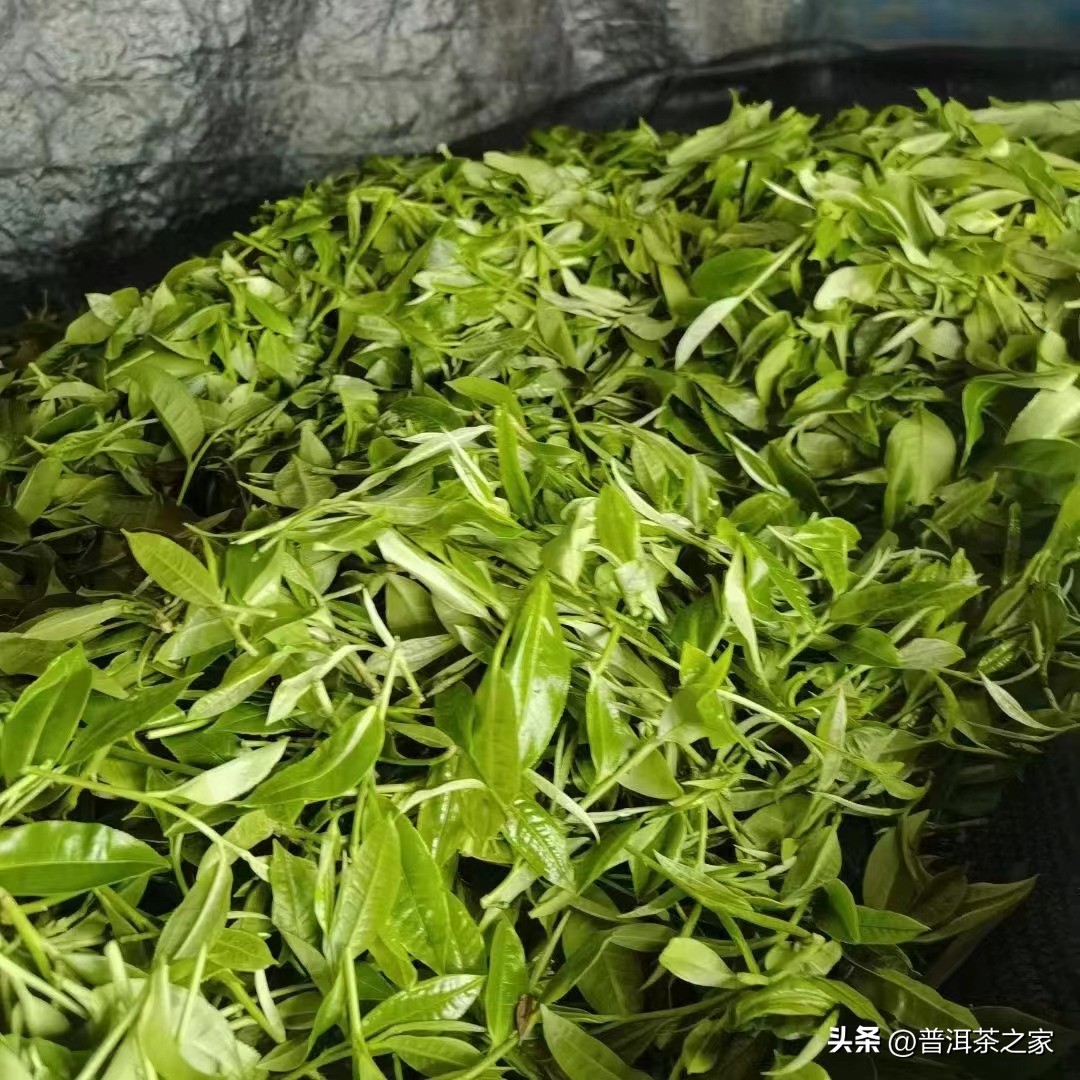 2023年云南各产区古树普洱茶价,普洱茶2020年的茶价格表
