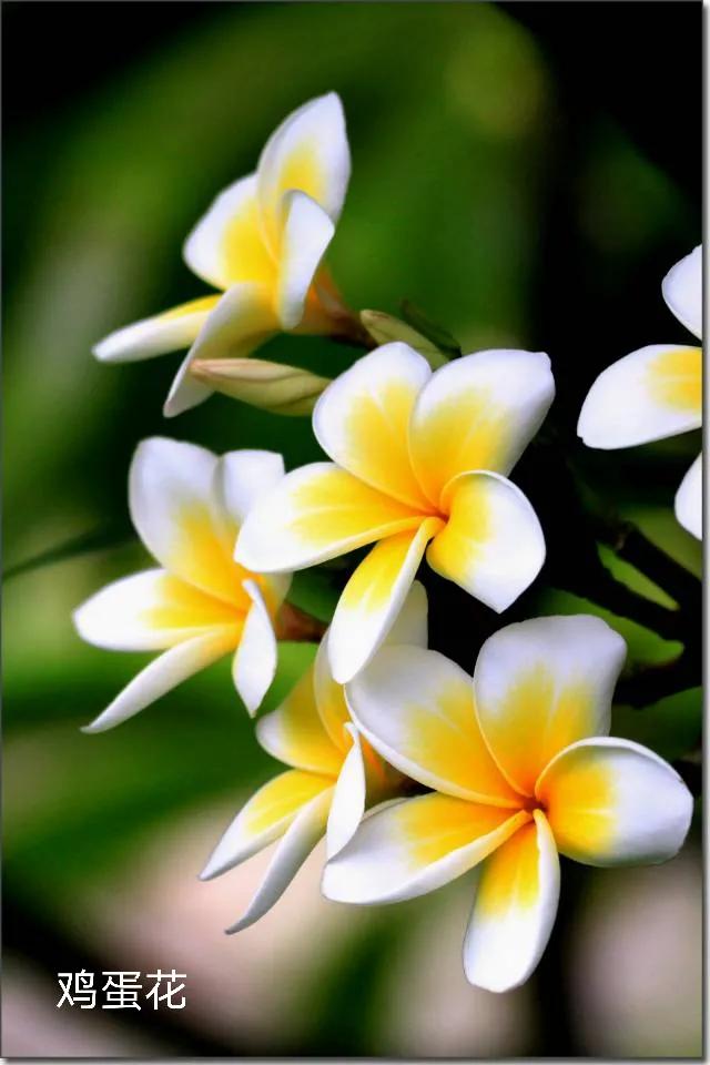 100种花草图片欣赏,50种花草图片大全