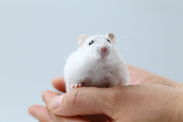 怎么在地摊卖仓鼠赚钱呢,摆摊卖仓鼠赚钱吗