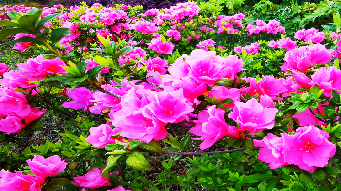 一壶雅茶迎元旦,一壶雅茶逆水寒