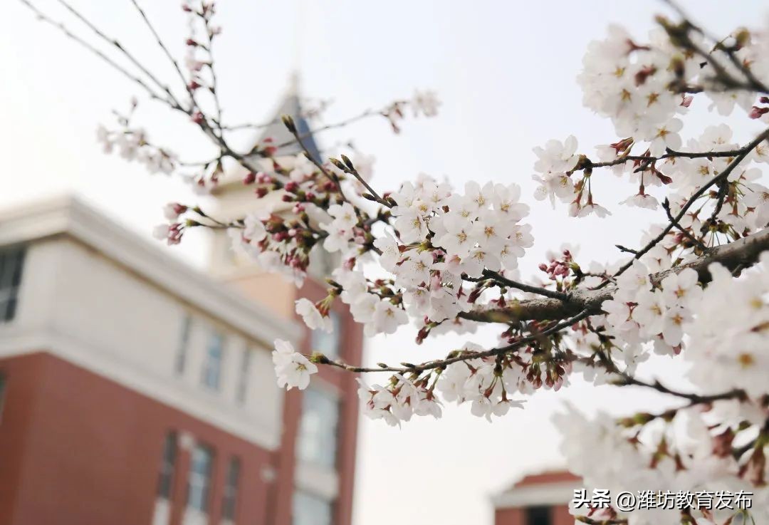 美！潍坊校园春景强势来袭