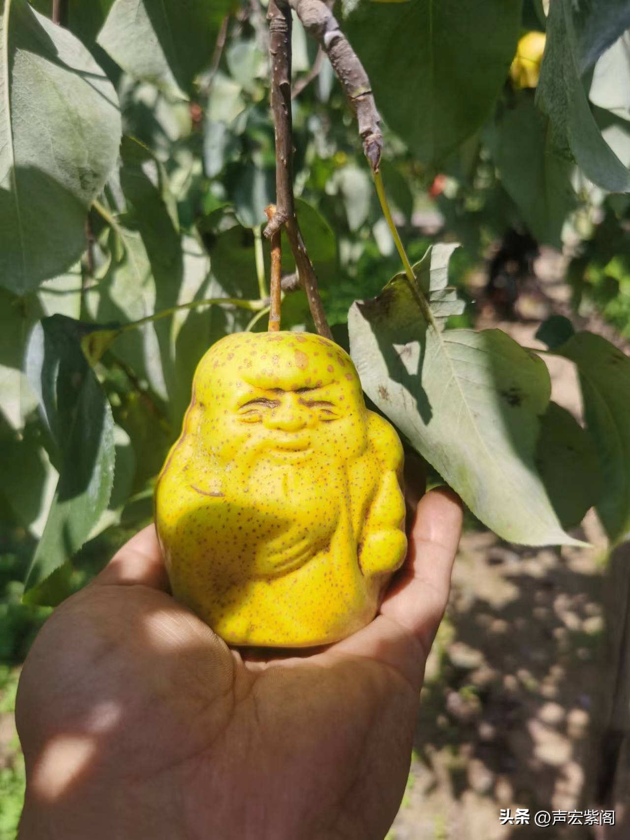 赵县大学生回乡创业种植梨树，开发出“寿星梨”成了抢手货