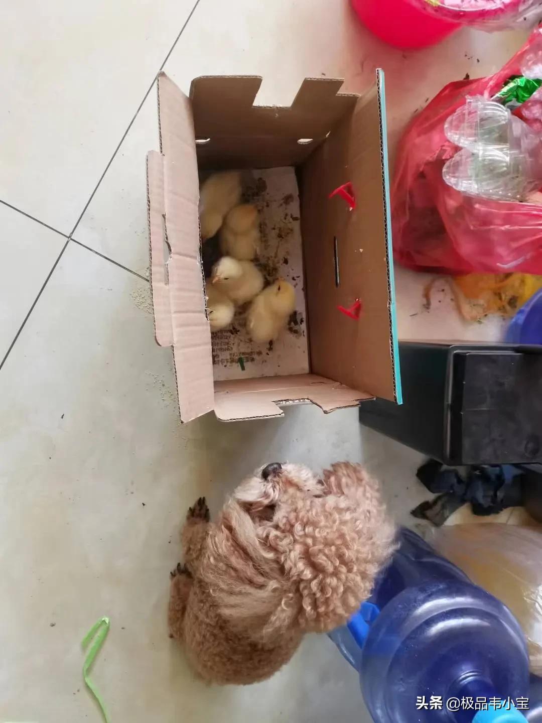 泰迪小鸡变化,泰迪是几级保护动物