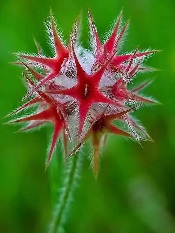 所有花的名称大全,认识各种花的寓意