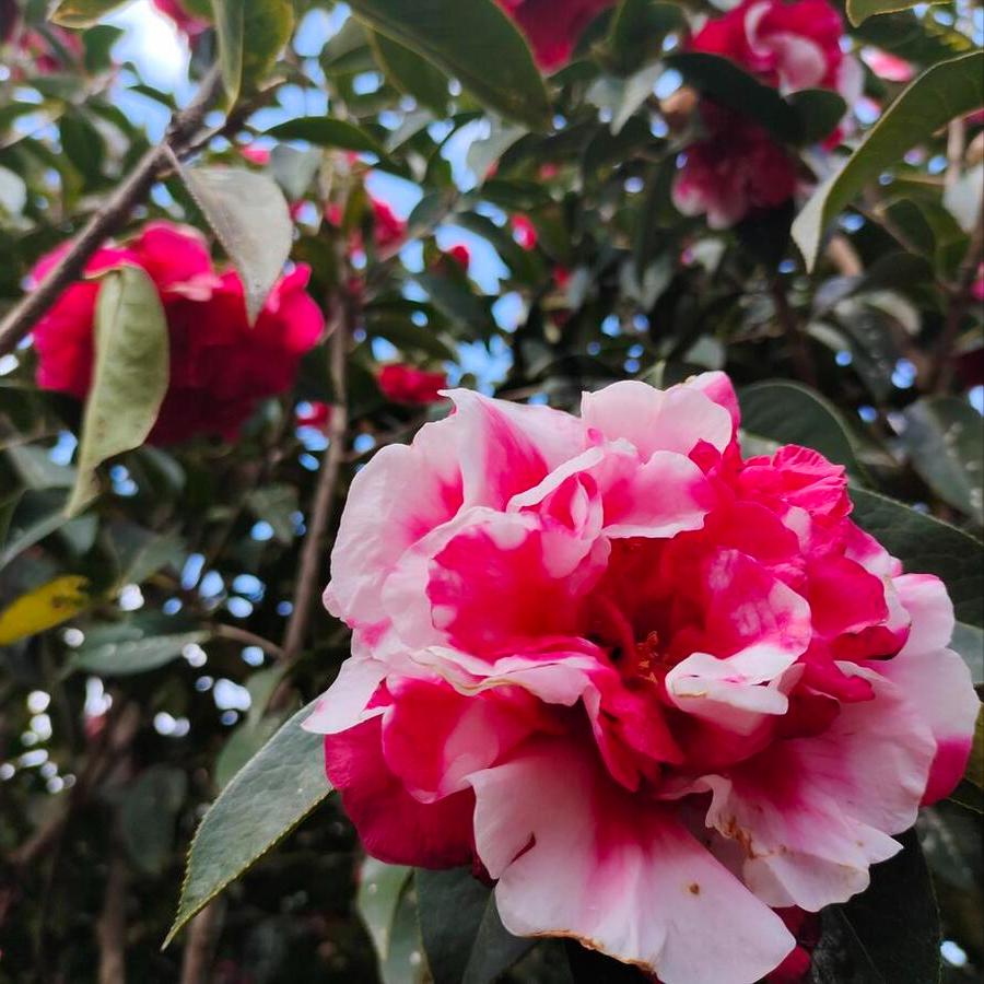 四季茶花树的黄叶掉叶有什么办法,四季杜鹃茶花掉叶子的补救方法