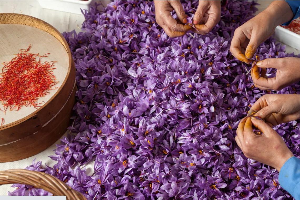 藏红花能种为什么还那么贵,家里自己种的藏红花有那么贵吗