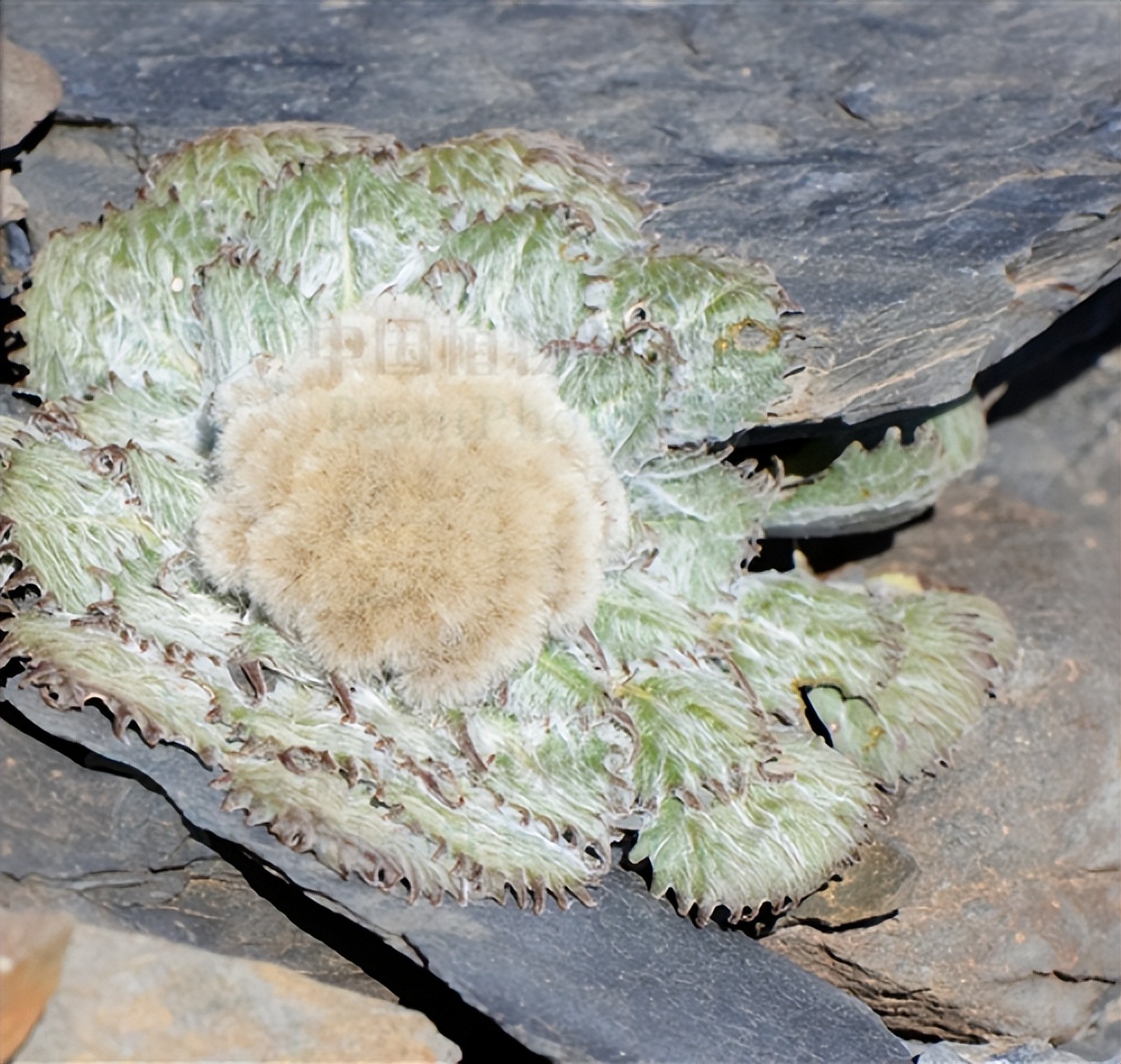 高原雪兔作用,水母雪兔用途有哪些