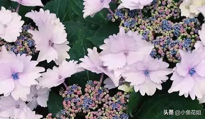 有一种花很好看但是很臭,名字很难听却很漂亮的花