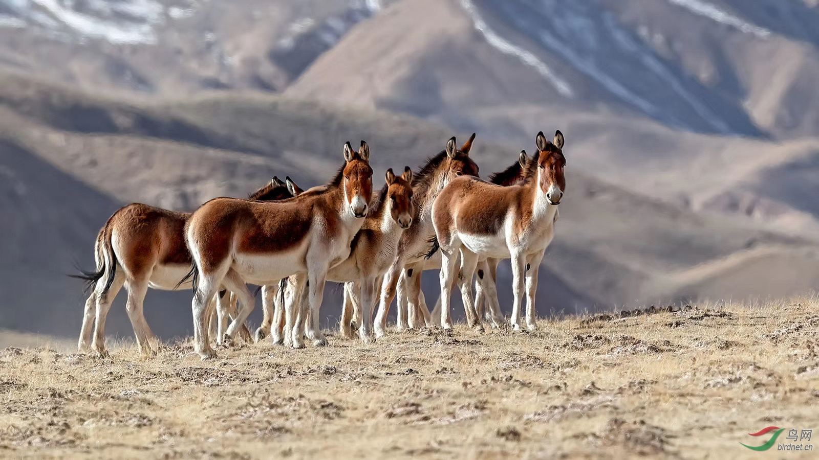 为什么马永远无法取代驴子的地位,马和驴各有什么特点