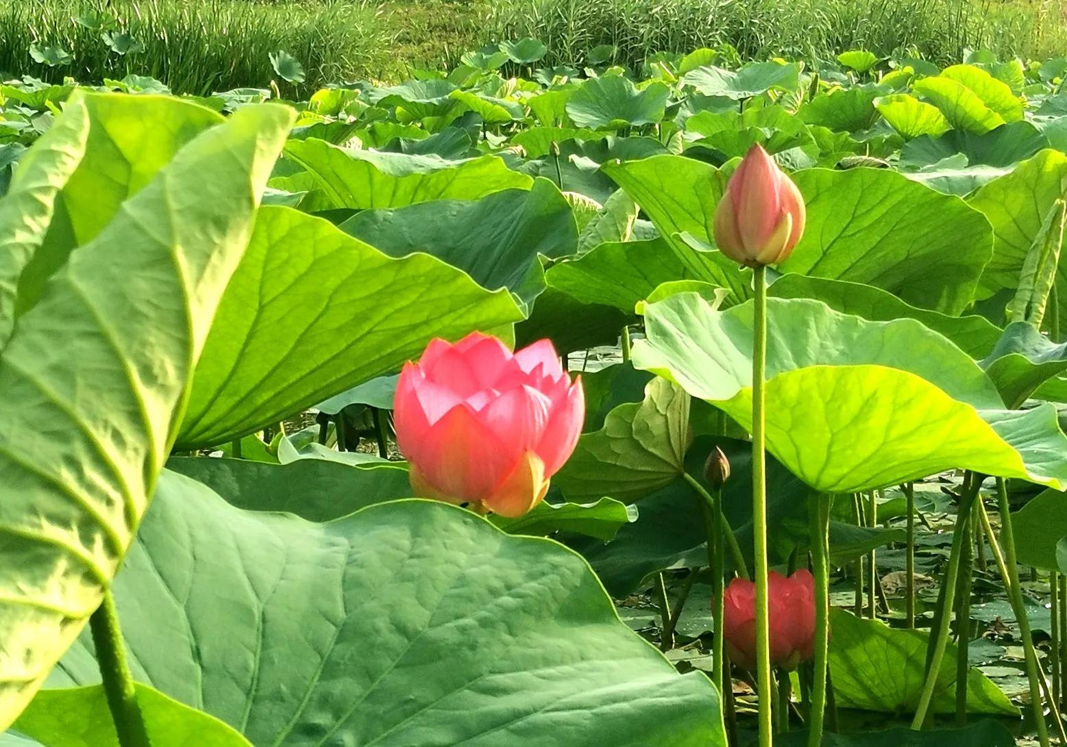 长春市南湖公园和南溪小镇,长春北湖湿地和南溪谁大