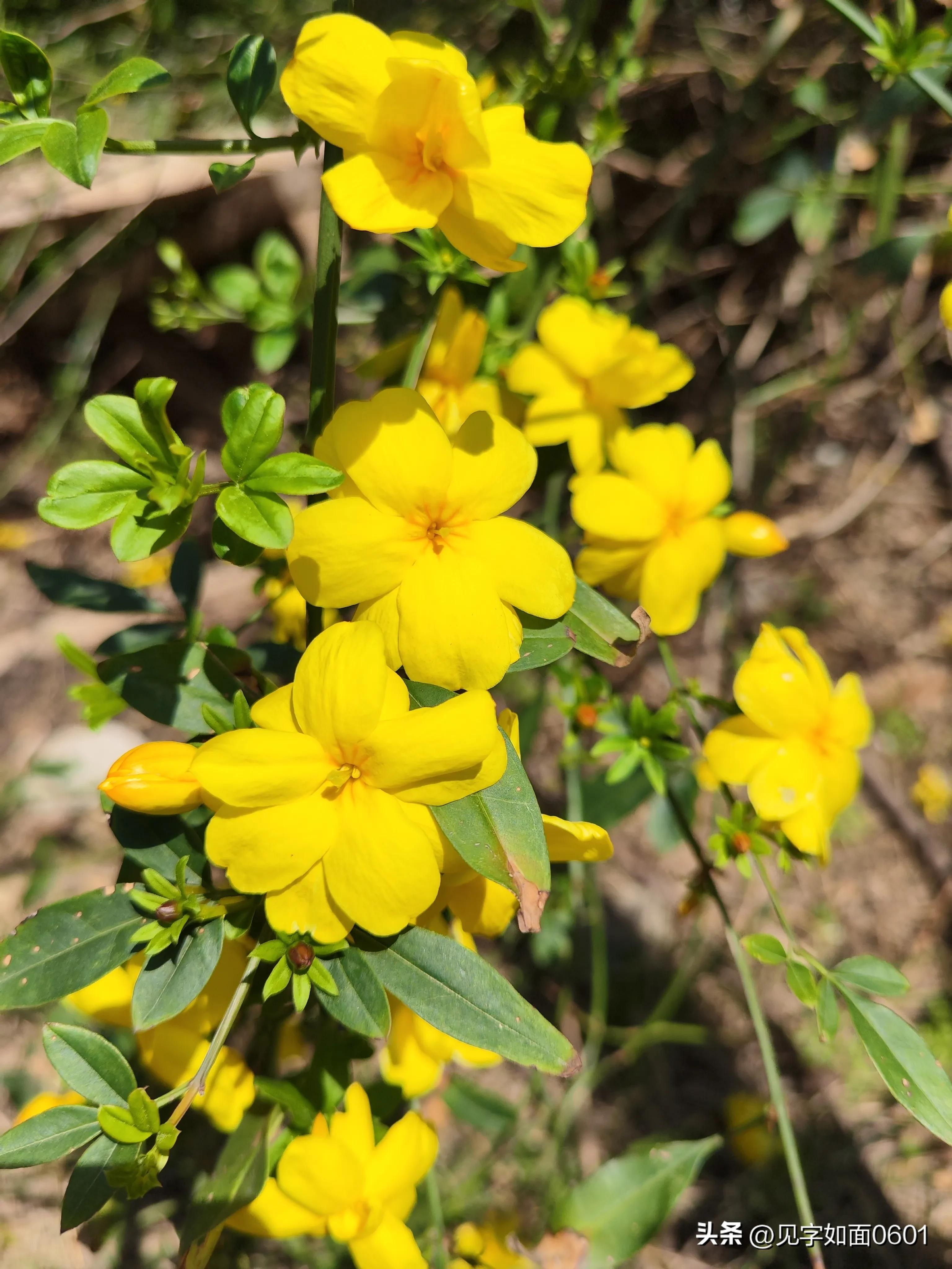 野迎春与迎春花的区别,迎春花和野迎春