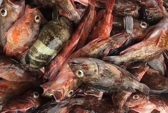 海鲜有什么品种的鱼类好吃,海鲜鱼类名字大全