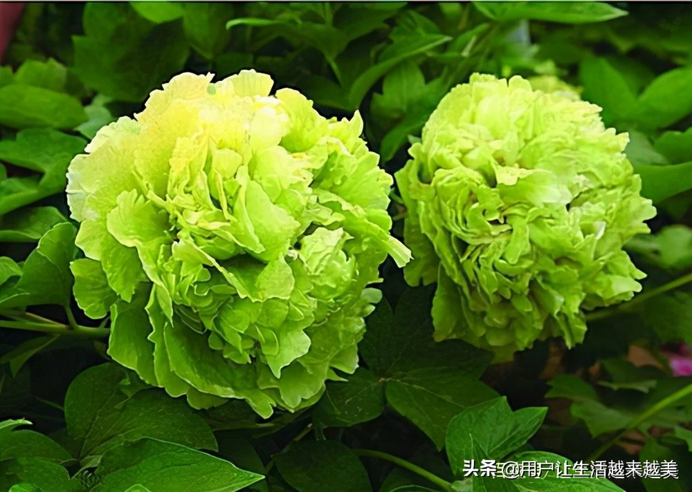 牡丹为什么被称为中国的国花,为什么牡丹能成为中国的国花