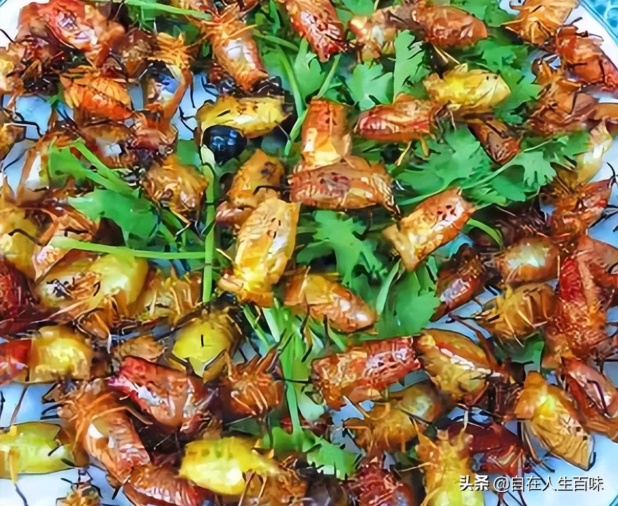 夏天常见的虫子外壳硬,农村房子里面常见的虫子有哪些