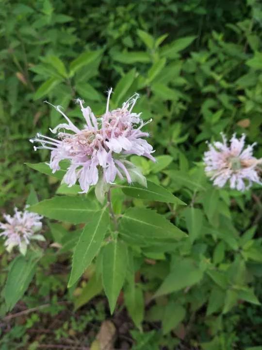 认识各种花的寓意,认识各种花的名称