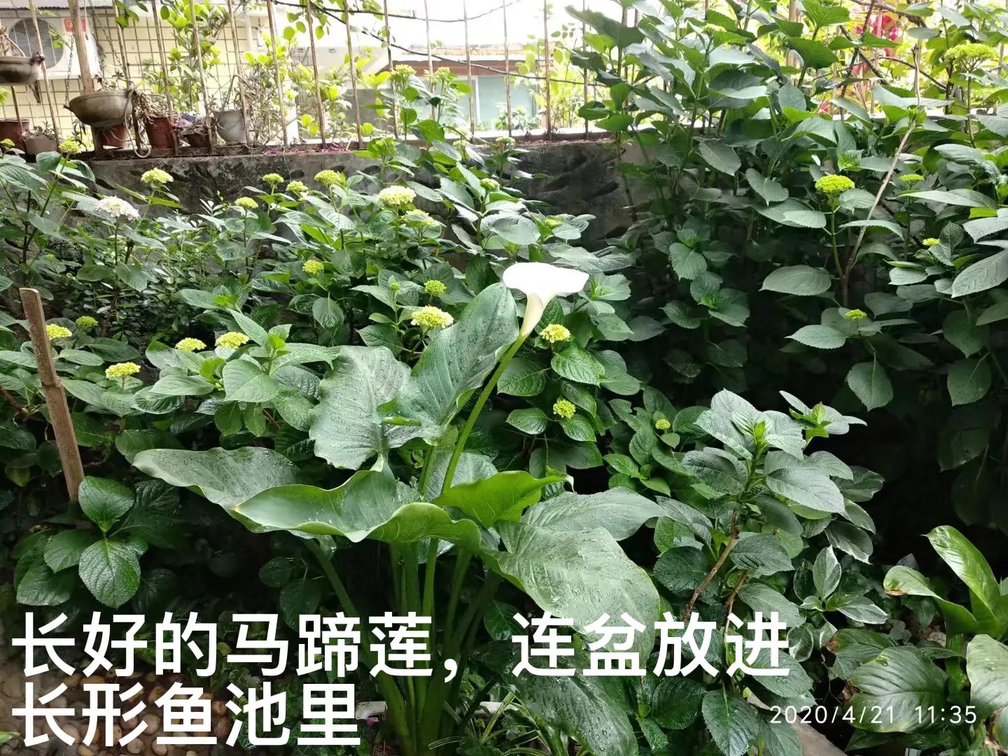 白马蹄莲跟彩色马蹄莲哪个品种好,洁白的马蹄莲图片