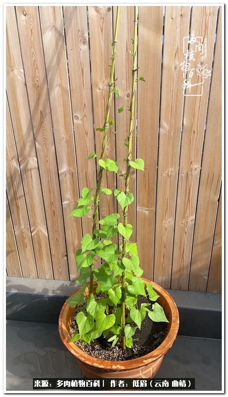 养了七年多肉,养了八年的肉肉终于开花了