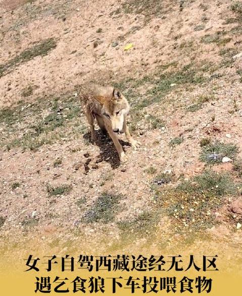 女子路遇幼狼乞食投喂食物引争议,女子遇乞食狼下车投喂视频