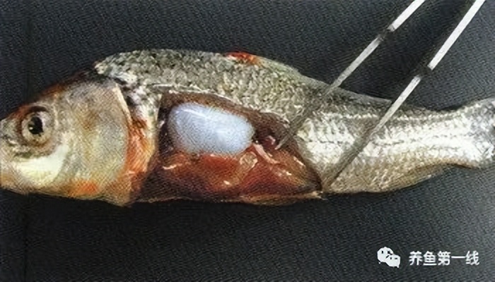 水生生物大盘点,水生生物多图排版