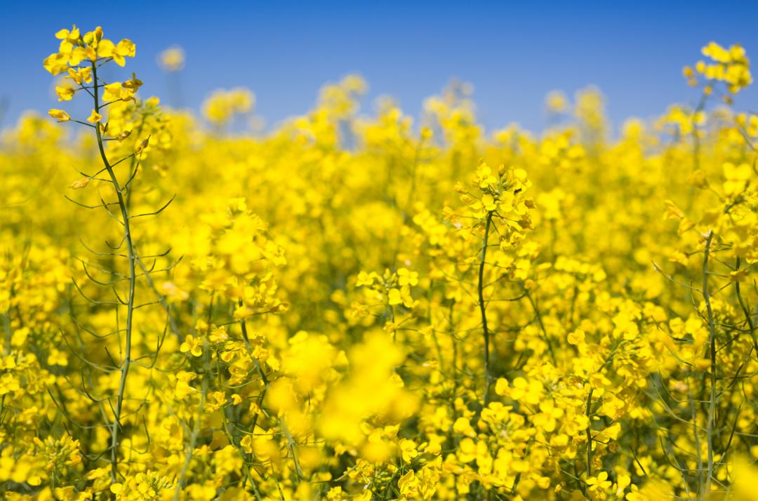 北京周边探秘京城最美油菜花海,北京油菜花必去的地方