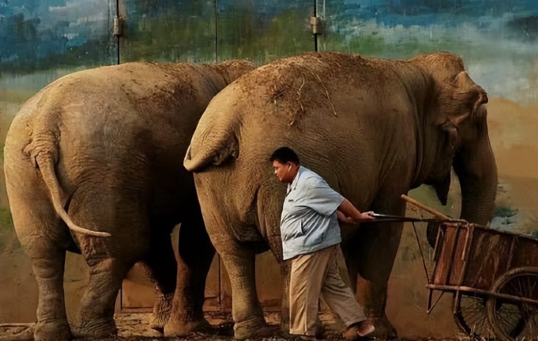 为什么不驯化大象作为食物,大象为啥不吃肉