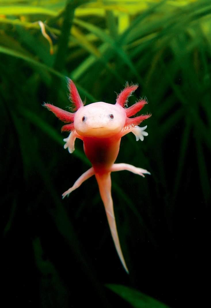 把自己玩成濒危的物种,把自己玩成了濒危动物