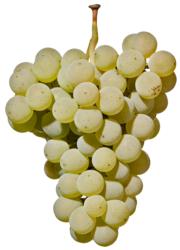 小众之美|AltoAdigeDOC上阿迪杰