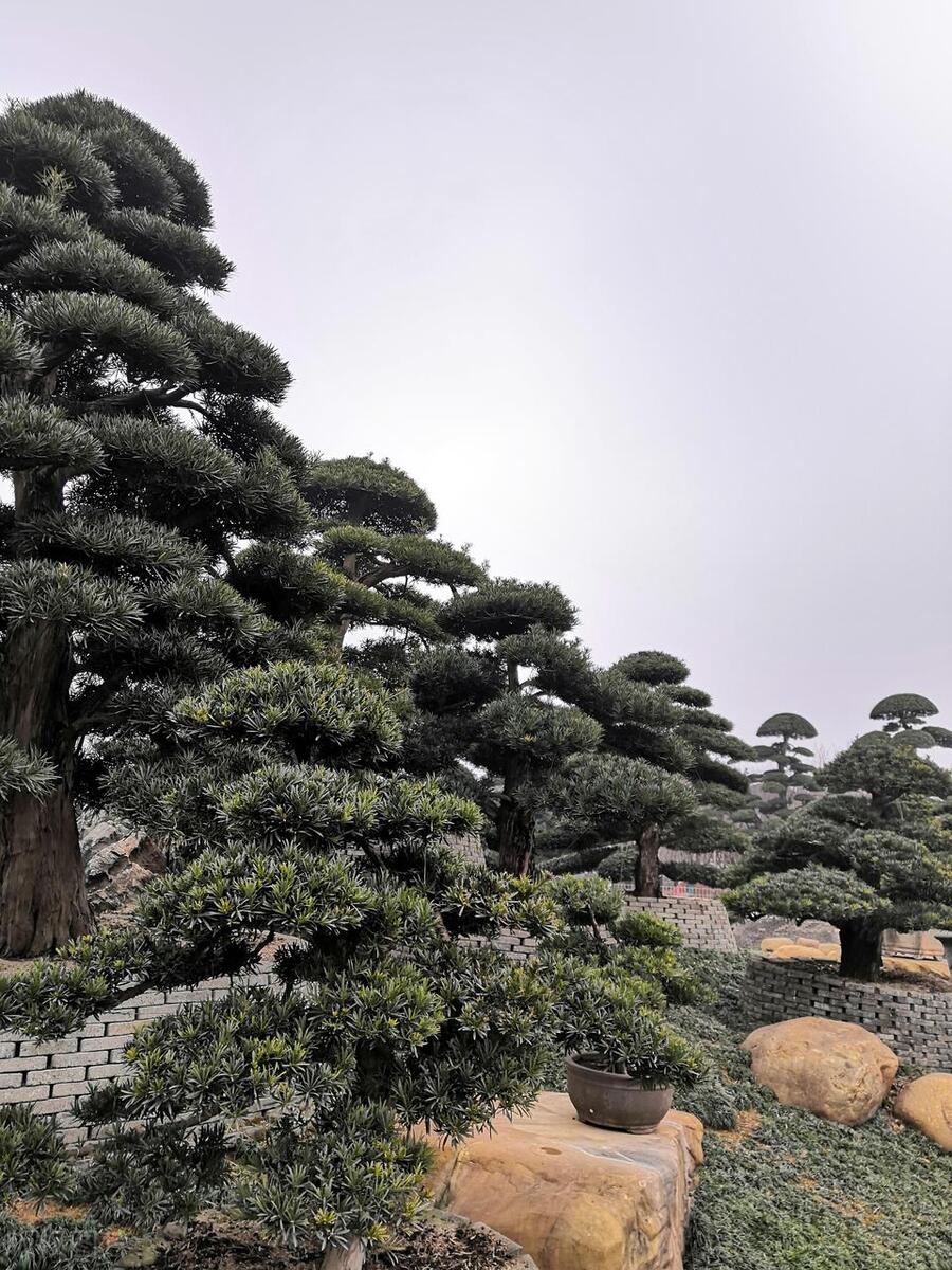 富贵树盆景叶子发黄怎么办,罗汉松树的叶子发黄怎么回事