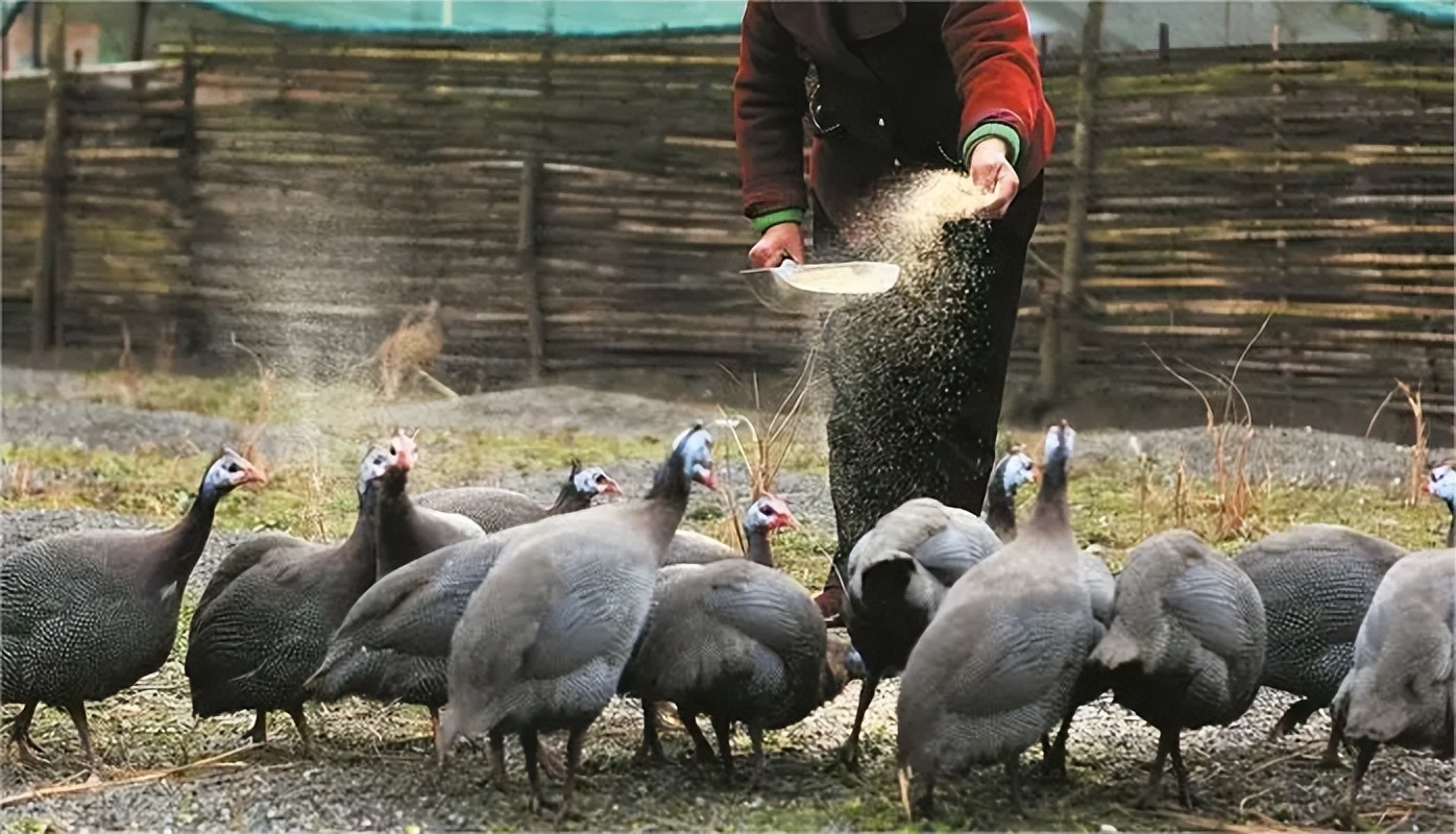 珍珠鸡育雏需要什么条件,育雏珍珠鸡怎么分公母