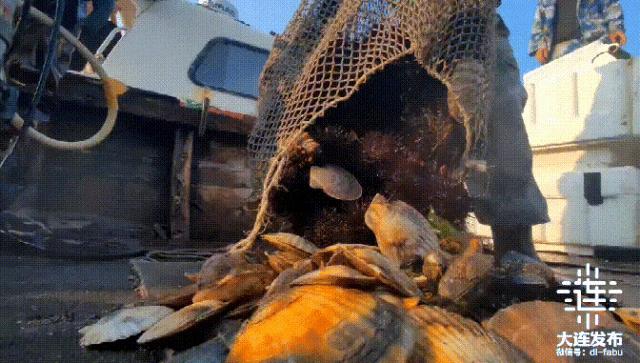 实现海鲜自由的秘诀,实现海鲜自由另一种说法