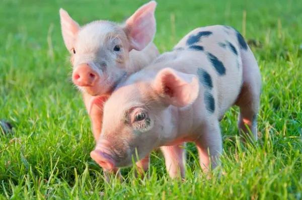 十二生肖关于新年的知识,十二生肖兔子来历你知道吗