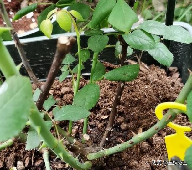 月季顶端枝接如何防止黑杆,月季修剪后上面黑杆了怎么办