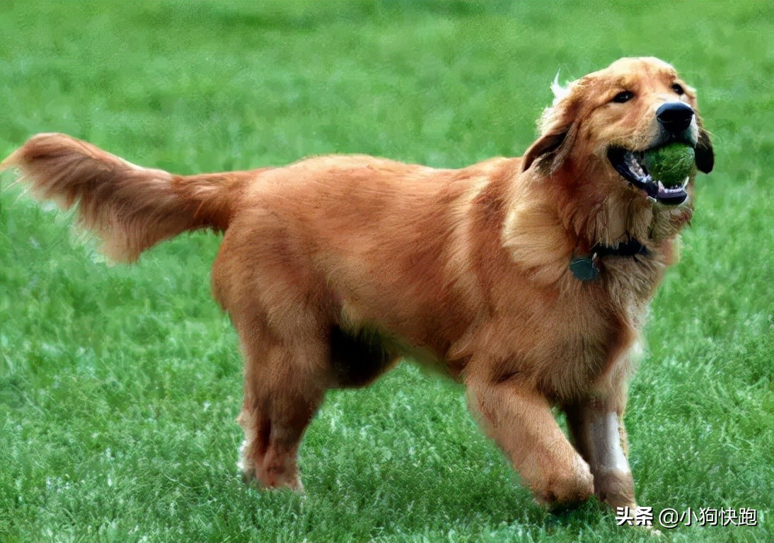 金毛拉布拉多犬的优点和缺点,新手养金毛老手养拉布拉多