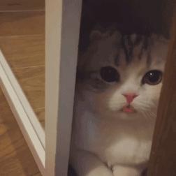 什么样的猫是旺家喵,旺家猫的长相和特征