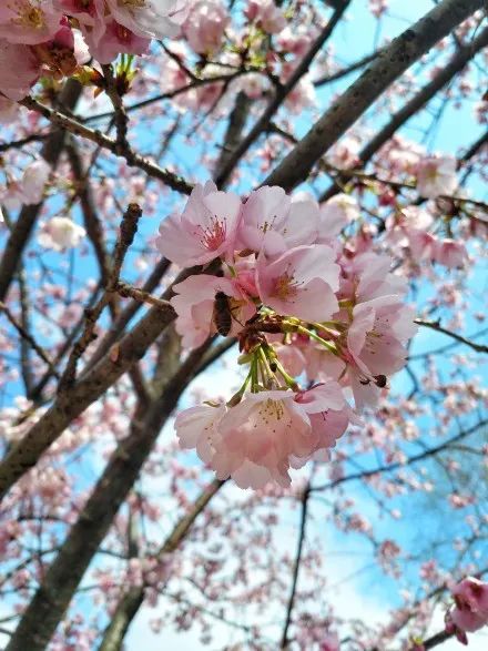 世界级的赏樱花的地方原来在这里,赏樱花的地方都在哪里