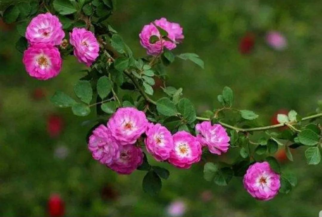 月季蔷薇玫瑰三者的区别图,蔷薇月季玫瑰的区别和联系