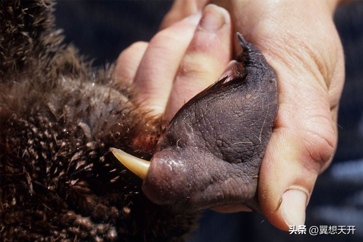 鸭嘴兽几亿年前有多可怕,2500万年前的鸭嘴兽