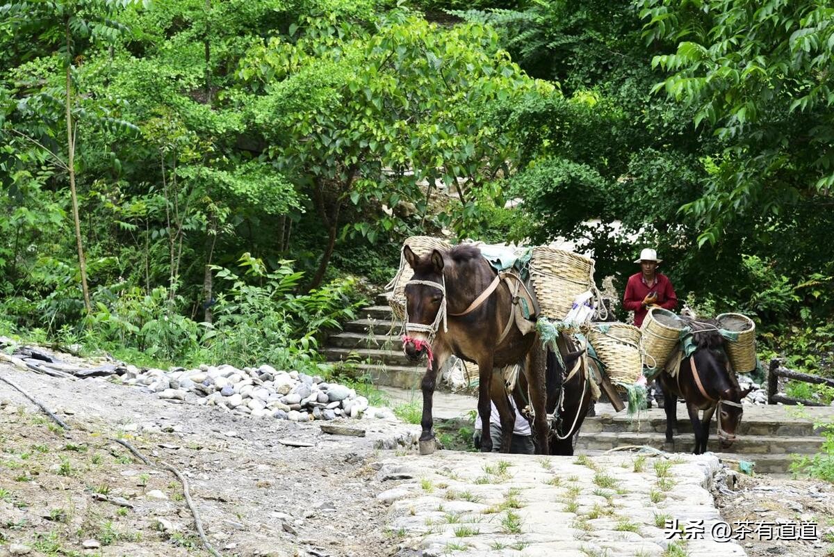 进入怒江雾村必走的茶马古道,怒江大峡谷茶马古道雾里村