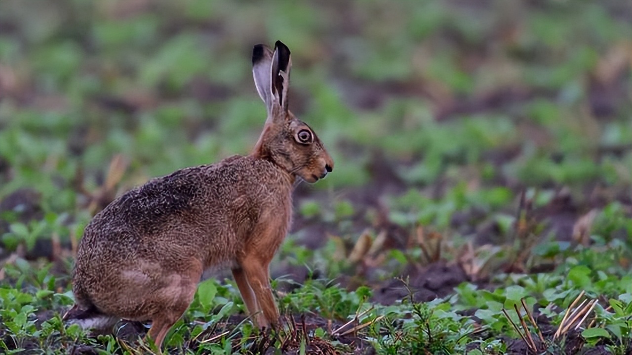 养殖场疾病,养殖兔子生病的状态和解决办法
