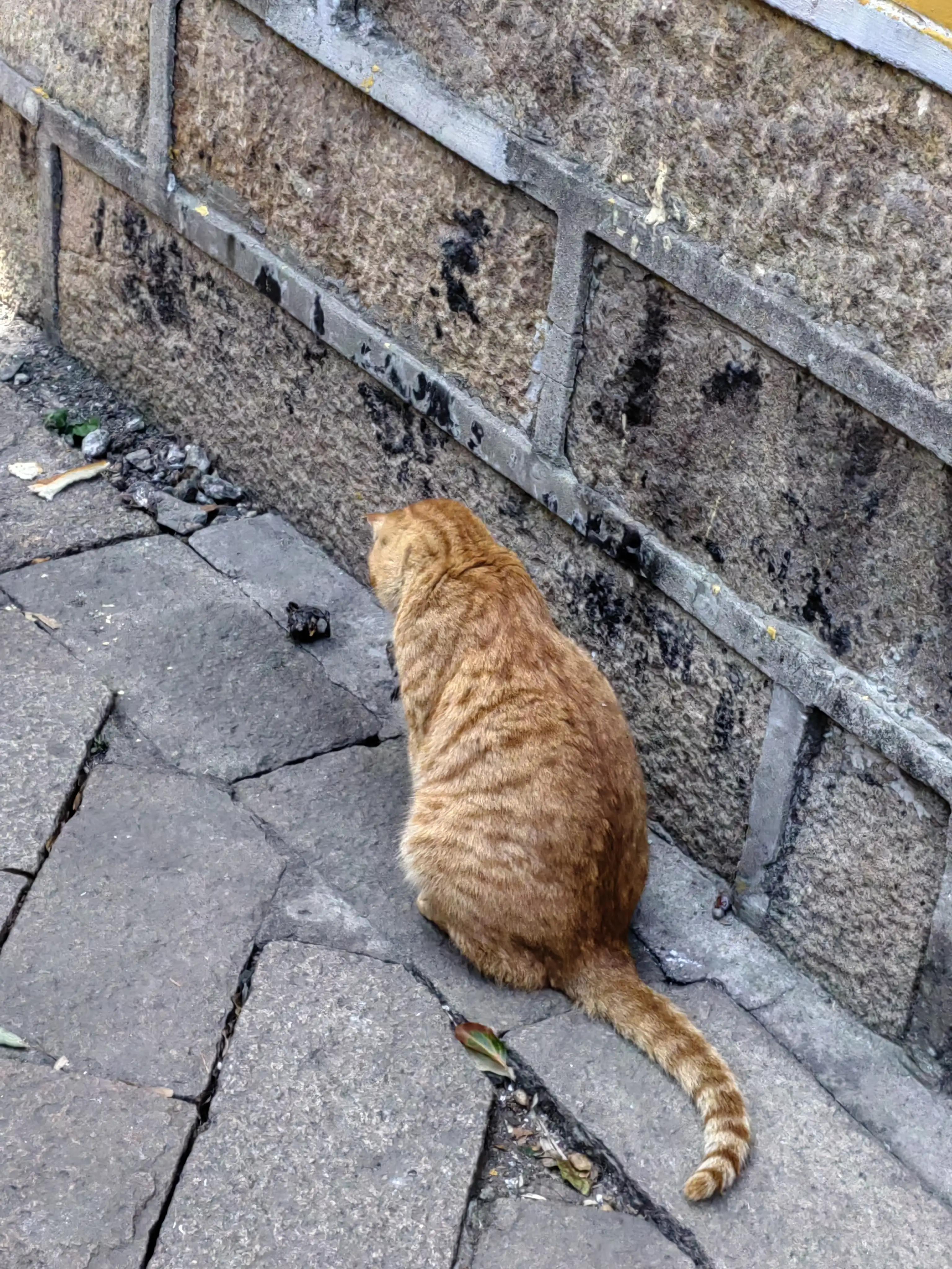 苏州旅游体验官工资多少,苏州金缕歌汉服体验