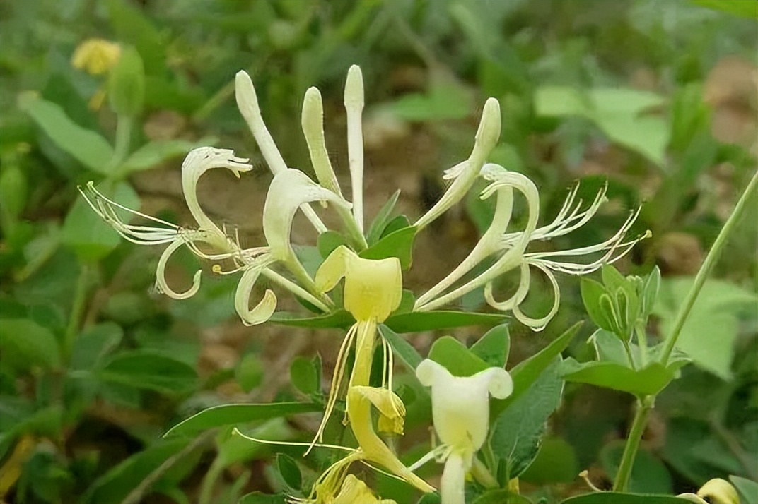 植物识别小口诀，总结的太全了！