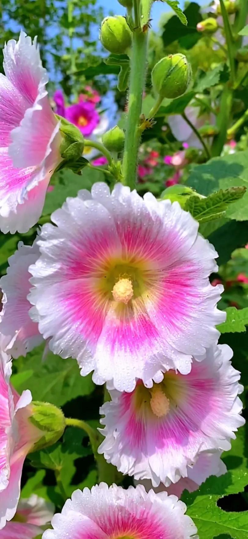 蜀葵花唯美大图片,世上最美的蜀葵花图片图文