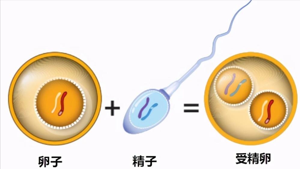 胎儿性别是哪一刻决定的,胎儿是在受孕的瞬间决定的